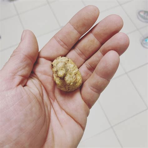 Fresh White Truffles Tuber Magnatum Pico For Personal Consumption Etsy