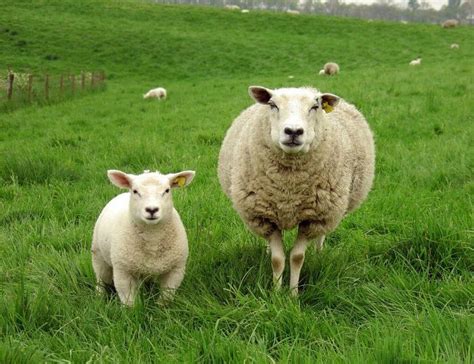 15 Things That Could Happen If You Were a Sheep | PETA