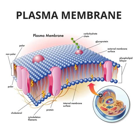 Plasma Membrane Structure - Function, And Fluid Mosaic Model