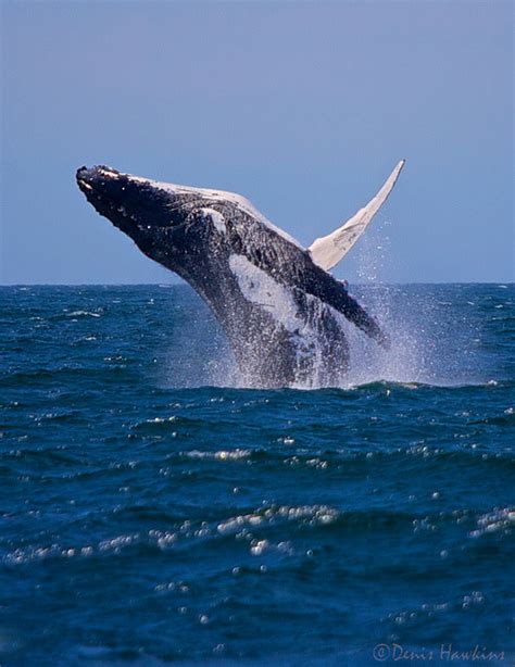 Valuewalk — Ceo Whale Hunt Part Ii William Stiritz