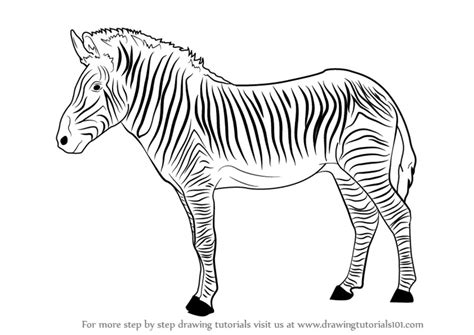 Learn How To Draw A Zebra Zoo Animals Step By Step Drawing Tutorials