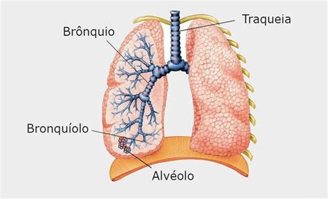 Sistema Respiratório Toda Matéria