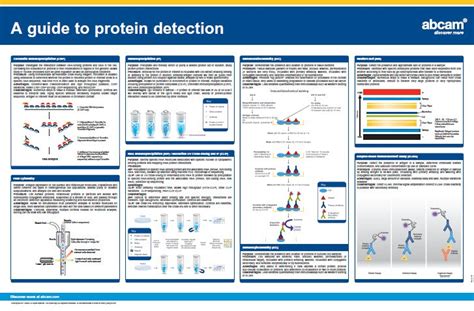 A Guide To Protein Detection