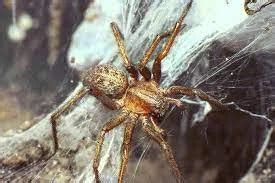 Hobo Spiders Bite And Treatment Pest Control Boise Idaho Pestcom