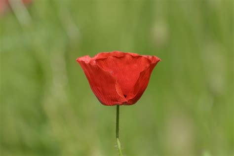 Mohn Blume Roter Rote Kostenloses Foto Auf Pixabay