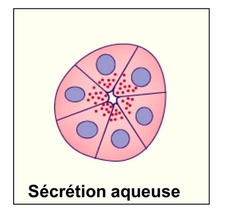 Histologie Epith Lium Glandulaire Cartes Quizlet