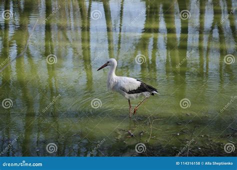 White Stork In The Water Stock Photo Image Of Spring 114316158