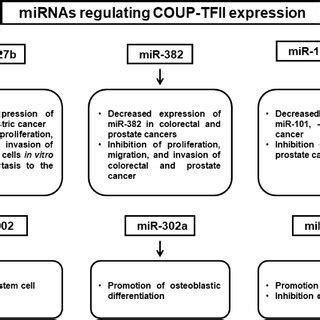 MicroRNAs regulate COUP-TFII expression through direct and indirect ... 