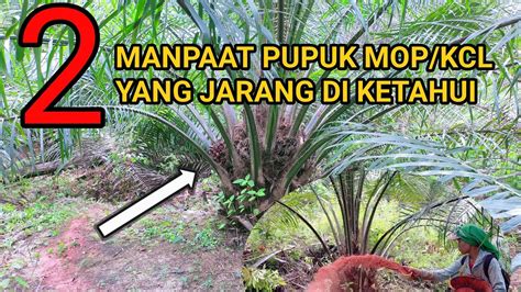 PEMUPUKAN KELAPA SAWIT MENGGUNAKAN PUPUK MOP KCL YouTube