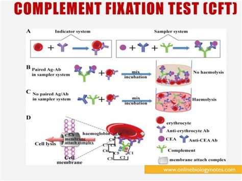 Hepatitis A Virus Hav Properties Classification Mode Of Transmission Pathogenesis