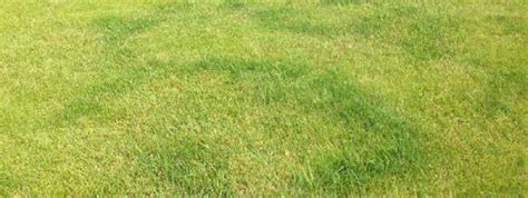 What Does Nitrogen Do For Grass Best Lawn Sprinkler