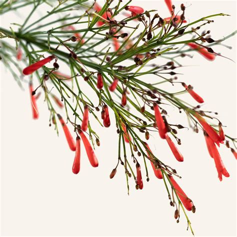 Our Plants Russelia Equisetiformis Instant Green Nursery Wholesale