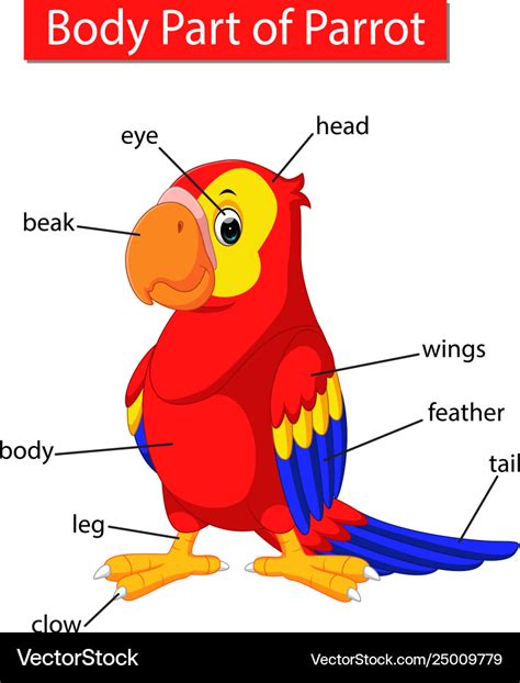 Diagram Showing Body Part Parrot Royalty Free Vector Image