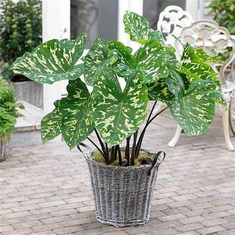 Colocasia Hilo Beauty Caladium Praetermissum Live Plant Not Bulbs Ft