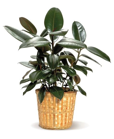 15 Best Air Purifying Plants Our Service Company Easy Care Indoor