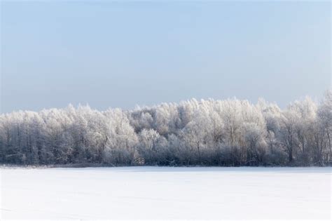 Rvores E Clima Frio De Inverno Ap S A Queda De Neve Neve E Rvores No