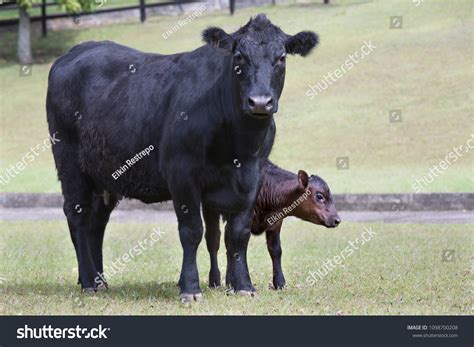 Aberdeen Angus Meet Stock Photo 1098700208 | Shutterstock