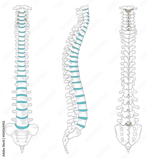 Grafika Wektorowa Stock Vertebral Column Anatomy Infographic Diagram