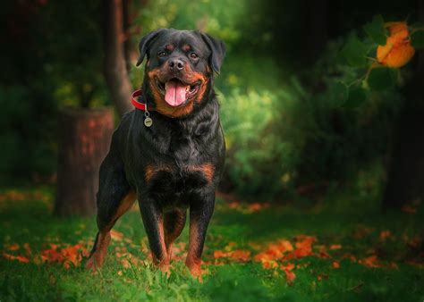 Dog Puppy Rottweiler Free Photo On Pixabay Pixabay