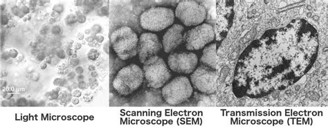 Electron Microscope How Does An Electron Microscope Work