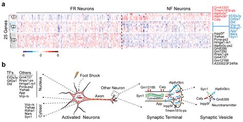 Biomolecules Free Full Text Detecting Fear Memory Related Genes