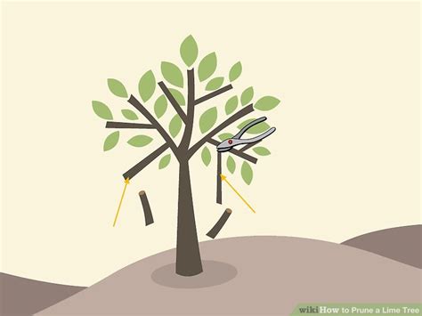 How To Prune A Lime Tree Steps With Pictures Wikihow