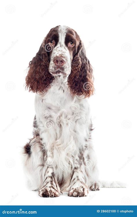 Brown Springer Spaniel Dog Portrait Stock Photo Image Of Domestic
