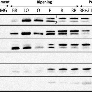 Schematic cross-section of a tomato fruit showing two locules and the ... 