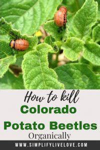 How To Kill The Colorado Potato Beetle Organically Simplify Live Love