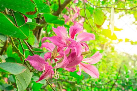 Hermosos P Talos Rosados Del Rbol P Rpura De La Orqu Dea De Bauhinia En