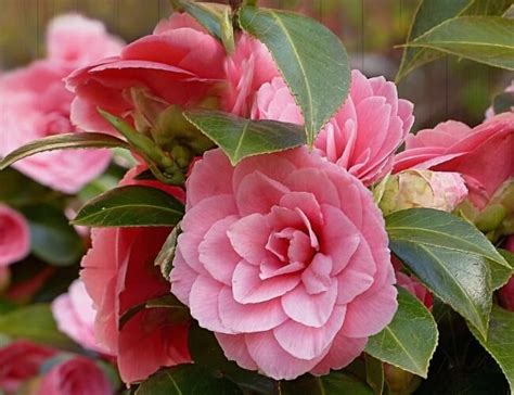 How To Grow And Care For Camellia Flowers Flowersandflowerthings