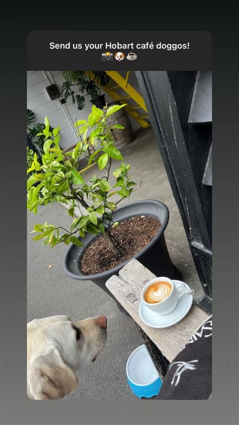 Hobart Dog Friendly Cafés Hello Hobart