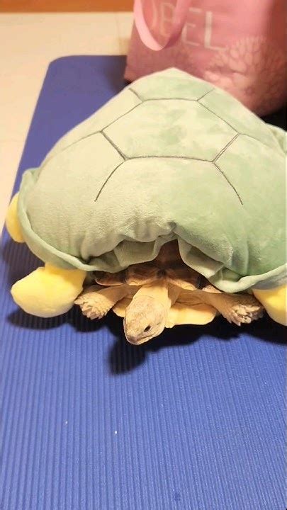 Turtle 烏龜 Sulcata 盾臂龜 蘇卡達 象龜 陸龜 不龜路 Youtube