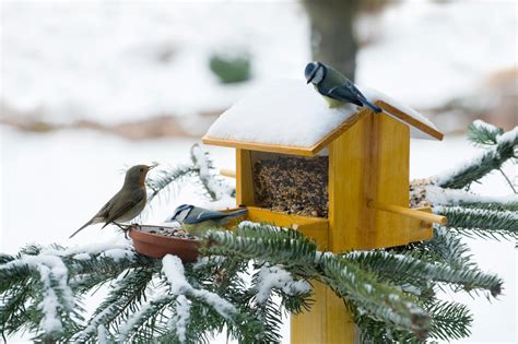 V Gel Im Winter F Ttern Hausinfo