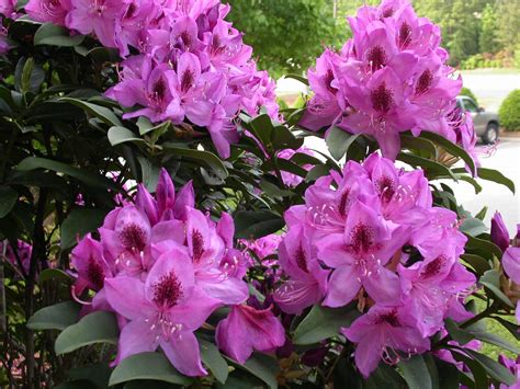 nwgardens: Purple Rhododendron