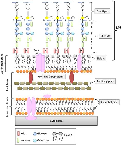 Frontiers The Role Of Outer Membrane Proteins And Lipopolysaccharides