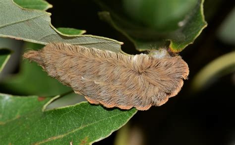 Venomous Puss Caterpillar Makes Seasonal Return To Florida Wink News