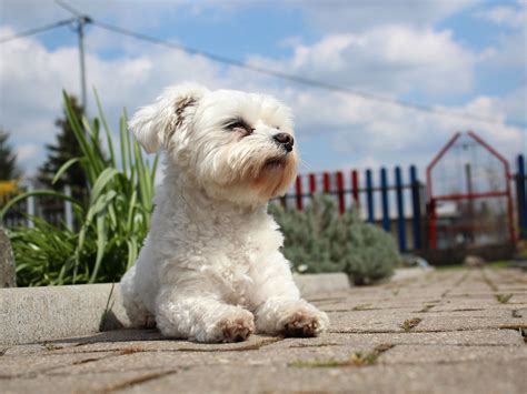 Cuál es la diferencia entre un maltés y un bichon Frise La Web