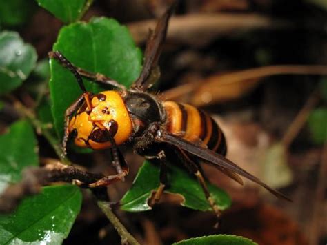 Eenhy 754in1281 Asian Giant Hornet Vespa Mandarinia Smith 1852