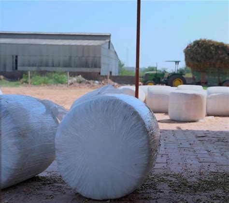 Corn Silage Bales Grade Feed Grade At Rs 500 Tonne In Dera Bassi ID