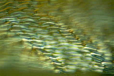 Abstract Micrograph Of Undivided Sphagnum Leaf Cells Looks Like Waves