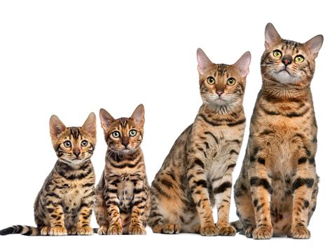 Full Grown Domestic Bengal Cats