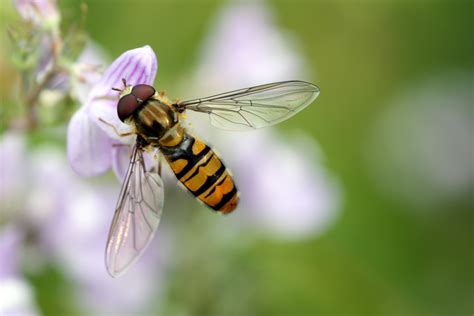 Free Images Nature Wing Wildlife Wild Pollen Bug Yellow Flora