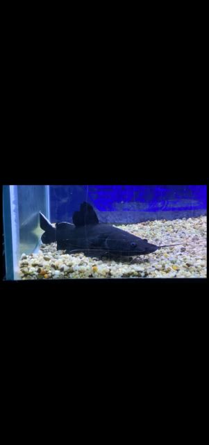 For Sale - Black devil catfish | MonsterFishKeepers.com