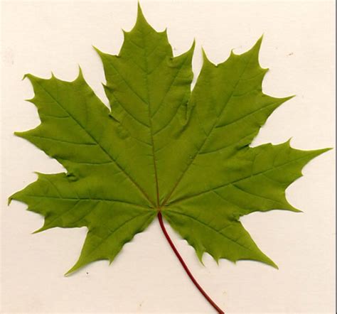 Norway Maple Invasive Exotic Plants Of North Carolina INaturalist