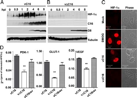 Infection By Vacv Induces Stabilization Of Hif 1α And Hypoxic