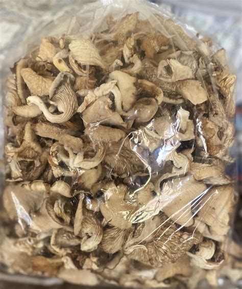 Dry Oyster Mushroom Feature Pure Organic At Rs 2200 In Dehradun ID