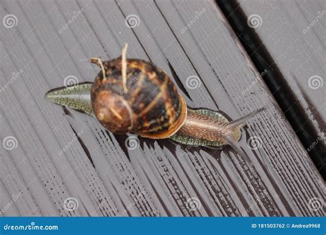 A Gastropod Mollusk Or Commonly Known As A Land Snail Stock Photo