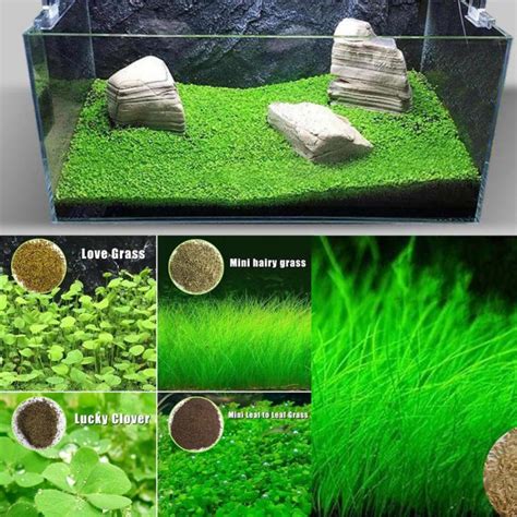 Các Loại Cây Dương Xỉ Thủy Sinh được ưa Chuộng Nhất Hiện Nay Thủy