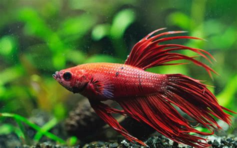 Betta Fish Lifespan How Long Do Bettas Live AquariumNexus